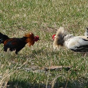 These two just couldn't get along out of 100+ birds. I had the white one only for a short time later when he started doing this to me.