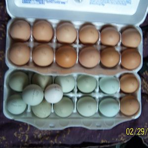 Mom's Barnyard Mix + 1 Black Rosecomb - begin incubating Feb 29 for a hatch date of Mar 21