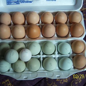 Mom's Barnyard Mix + 1 Black Rosecomb - begin incubating Feb 29 for a hatch date of Mar 21