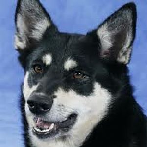 images?q=tbn:ANd9GcRVFbA-H8G0SfgEN3ZLAHXwFUeo1CMimt8U-zaBfhBxIF9ejutK