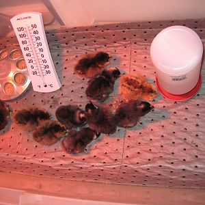 Day olds 2/29/2012