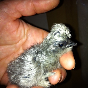 My leap silkies. Born 2-29-12 From Cjexotic