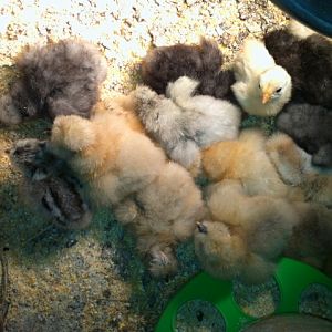More Baby Silkies hatched on 2-29-12. From Cjexotic
My leap silkies!