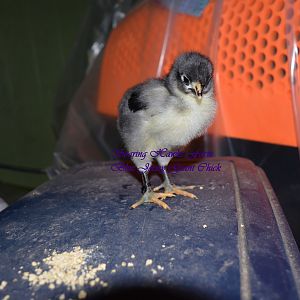 2-2012 first to hatches of the year.(oel x jg) 024.JPG
this is one of the 2 wk old chicks. the picture was when it was a week old. big chick! they all are about the same size.
