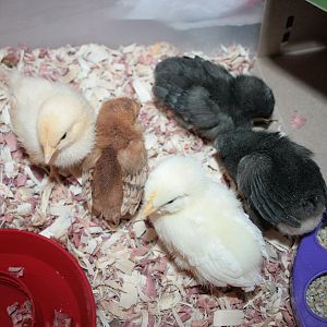 Buff Orpington, Rhode Island Red, White Leghorn, Black Austrolorp and Barred Rock chicks I just picked up. 3-1-12

Hopefully when everyone is bigger I will be able to introduce them to the EE's.