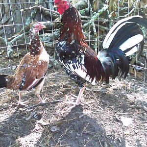 My spangled claret roo and one of his hens. RIP.