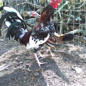 My spangled claret roo and one of his hens. RIP.