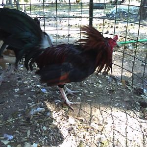 One of my claret roos challenging a garden hose.