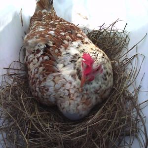 "This is MY egg, you can't have it!"
