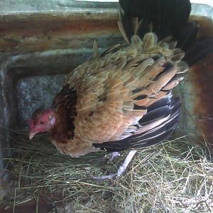 Baldy, may she RIP. Died at the good ole age of 13.