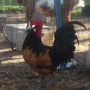IMG_1405.JPGThis is thier dad my Golden Lakenvelder. His name is Loki.