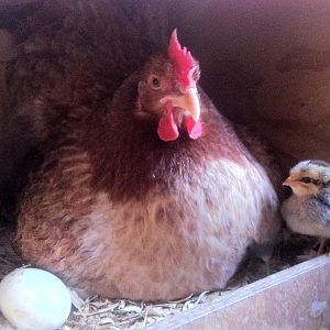 IMG_1430.JPG She is so tired of the question what came first. This is tootie one of my broody wheaten marans