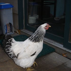 This is my Colombian Wynadotte, Oreo