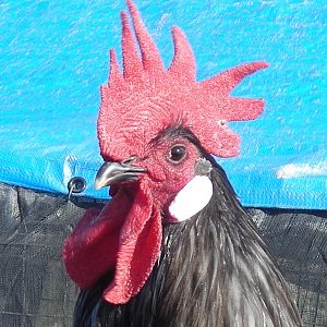 Blue Andalusian Rooster "Boo"