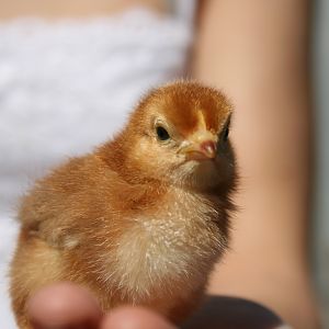Ginger...she is quite fiesty...and we hope she is a girl...I can't imagine giving her up now!!!!