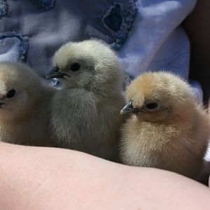 The Triplets