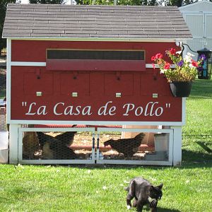 First oiriginal coop