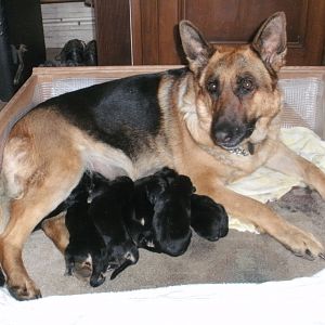 Brindille and her first litter...R.I.P my beloved faithful friend...died peacefully at home on 23rd May 2016...will miss you forever
