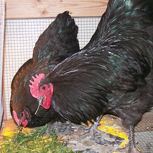 black Orpingtons