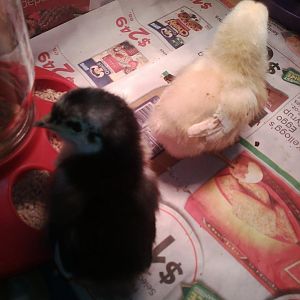 The latest addition to the "Spice Girls" (My wife and daughters idea)

Yellow - New Hampshire Red - Paprika
Black - Australorp - Sage