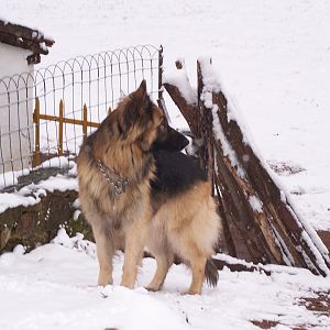 Solo my GSD male...R.I.P my darling..dad to Holly Hope and Hannah...you and Brindille are buried together...your daughters are a credit to you...my soulmate and best friend through some hard times.