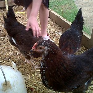 Speckled Sussex pullets