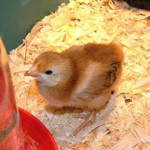 One of my son's "red pullets" from TSC
