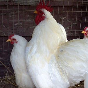 My cousin went to a sale in Georgia and picked these up for me.  3 hens and a rooster.
