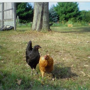 Purdy the Australorp and Drumstick the ISA Brown
our first two chickens