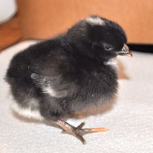 Chick #2