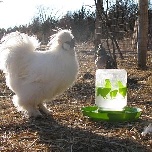 birds1 008.jpg


silkie roo winter 2011-2012