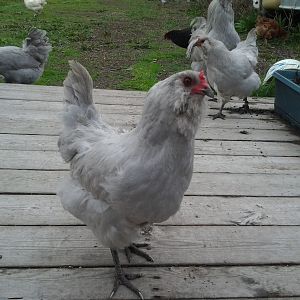 2012-02-29-1