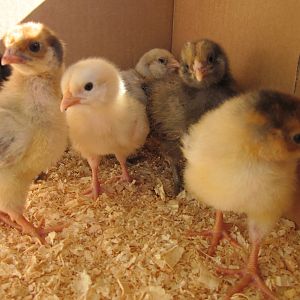 My 6 new chicks!  There's a Buff Orpington, a Black Australorp, 2 Araucana, and 2 Blue Laced Red Wyandotte.