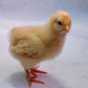 Baby Buff Orpington (1 week old)