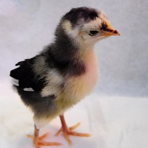 Baby Mystery Chick (1 week old)
We are guessing he/she is a Black Australorp