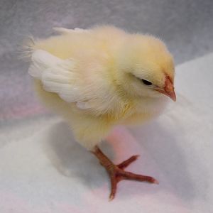 Baby White Wyandotte (1 week old)