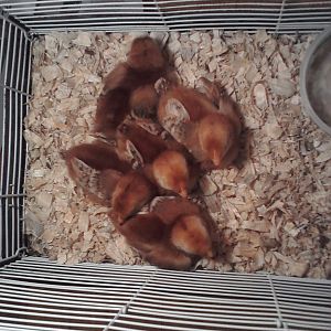 5 of 6 of the "Red Pullets" that I picked up at Tractor Supply today. I think they're all Rhode Island Reds but I won't be sure until they're older. I was told they're a week old.