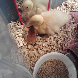 One of the new "Red Pullets" I picked up from Tractor Supply today. I think she's a Rhode Island Red. She's keeping Buttercup company since her last sibling passed away last week. They seem to get along well.