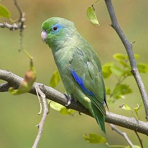 Forpus conspicillatus, Spectacled Parrotlet