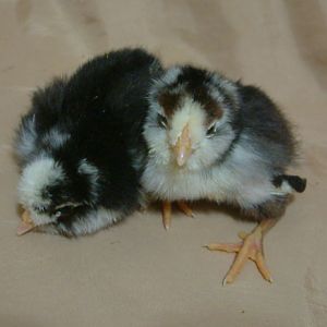 mottled ee on left, patterned mottled ee on right