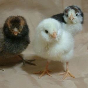Easter Egger trio - gold laced, mottled wheaten, and mottled patterned.