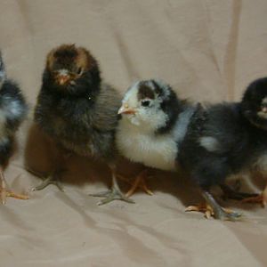 Bunch O' Easter Eggers. Left to right - mottled, gold laced, mottled patterned, brown-red, and mottled wheaten