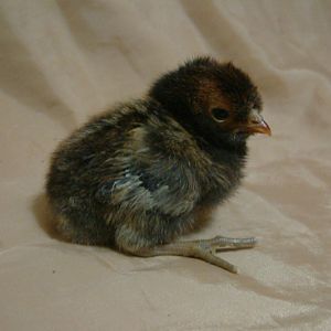 gold laced Easter Egger chick