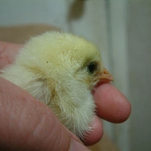 Very small tuft on an Araucana.