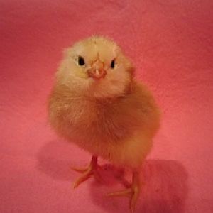 I think this is the other green egger