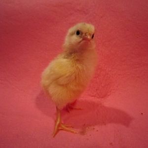 Very active, super feisty.