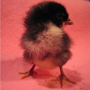 My personal fav.  Named Perry after William "The Refrigerator" Perry because his egg spent a day in the fridge prior to setting....ooops