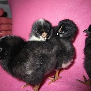 All of the black Chicks
