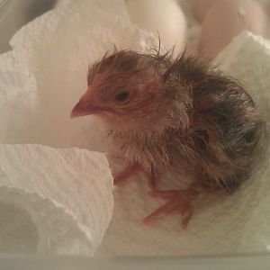 1st chick..3/5/2012
