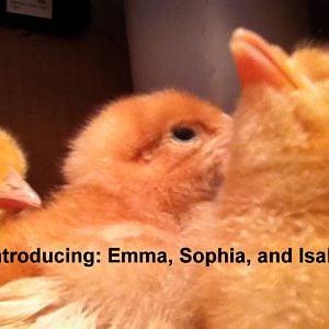 Rhode Island Red babies in May 2011